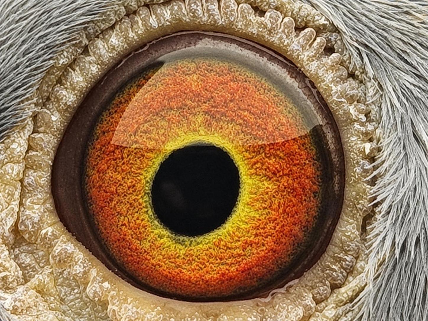 Pigeon eye